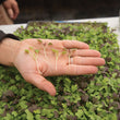 Load image into Gallery viewer, Microgreens Seeds