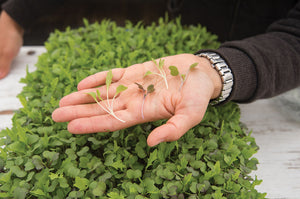 Microgreens Seeds