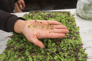 Microgreens Seeds